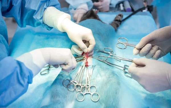 Cirurgiões veterinários na sala de cirurgia fazendo castração de gatos — Fotografia de Stock