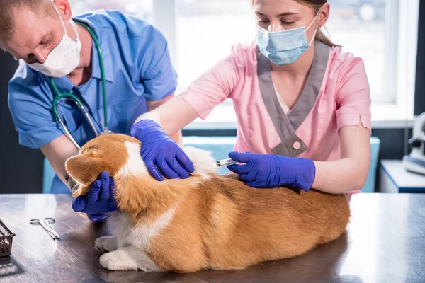 Veterinair team geeft het vaccin aan de Corgi hond — Stockfoto