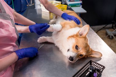 Veteriner takımı hasta bir Corgi köpeğinin patisini bandajlıyor.