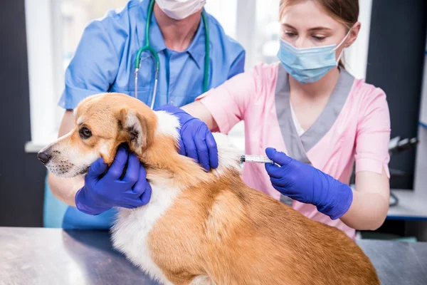 Zespół weterynaryjny podający szczepionkę psu Corgi — Zdjęcie stockowe