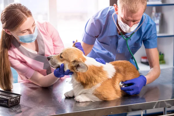 Une équipe de vétérinaires examine un chien Corgi malade à l'aide d'un stéthoscope — Photo
