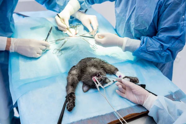 兽医在手术室给猫喂奶 — 图库照片