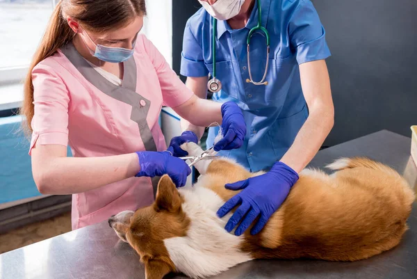 Veterinair team verbindt de poot van een zieke Corgi hond — Stockfoto