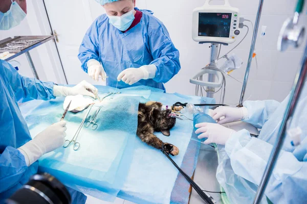 Cirurgiões veterinários na sala de cirurgia fazendo castração de gatos — Fotografia de Stock