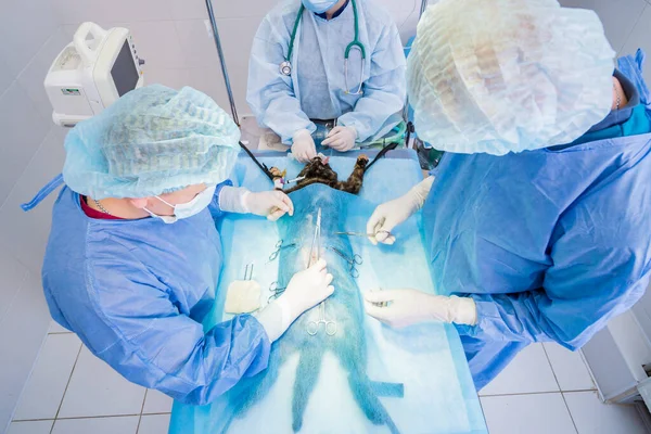 Veterinarian surgeons in operating room doing cat neutering — Stock Photo, Image