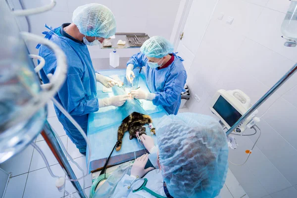 Cirurgiões veterinários na sala de cirurgia fazendo castração de gatos — Fotografia de Stock