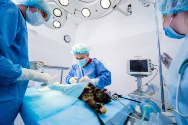 Veteriner cerrahlar ameliyathanede kedi kısırlaştırıyorlar.