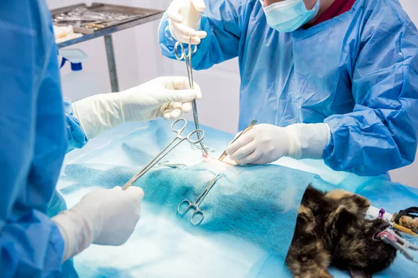 Cirurgiões veterinários na sala de cirurgia fazendo castração de gatos — Fotografia de Stock