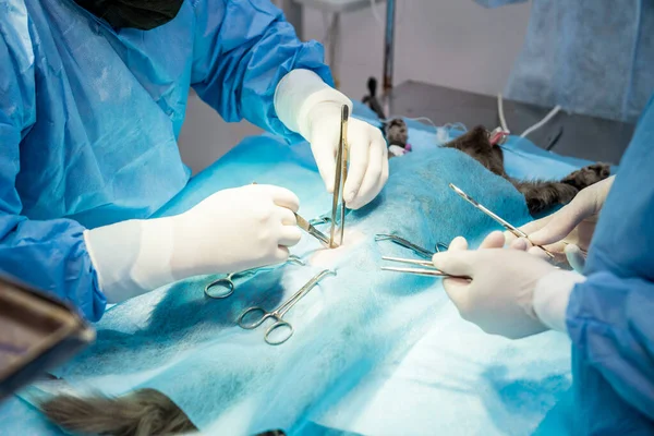Cirurgiões veterinários na sala de cirurgia fazendo castração de gatos — Fotografia de Stock