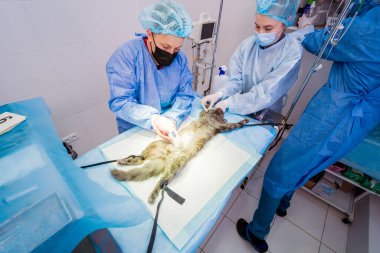 Veteriner cerrahlar ameliyathanede kedi kısırlaştırıyorlar.