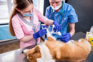 Veteriner takımı hasta bir Corgi köpeğinin patisini bandajlıyor.