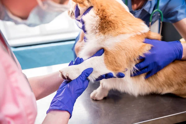 Veterinair team onderzoekt de poten van een zieke Corgi hond — Stockfoto