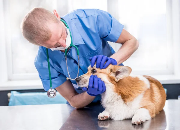 Veterinární lékař vyšetřuje oči nemocného psa Corgi — Stock fotografie
