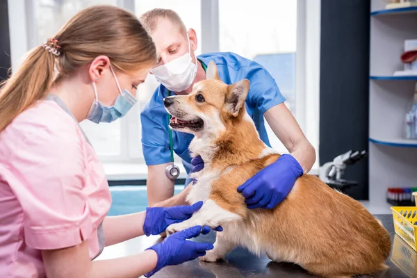 Zespół weterynarii bada łapy chorego psa Corgi — Zdjęcie stockowe