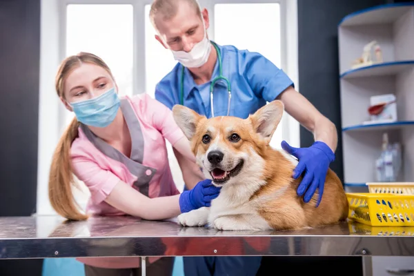 Equipe veterinária examinando dentes e boca de um cão Corgi doente — Fotografia de Stock