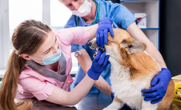 Veterinair team onderzoekt tanden en mond van een zieke Corgi hond — Stockfoto