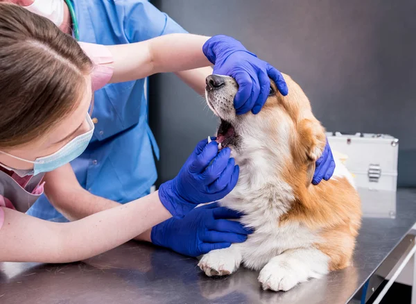 Equipe veterinária examinando dentes e boca de um cão Corgi doente — Fotografia de Stock