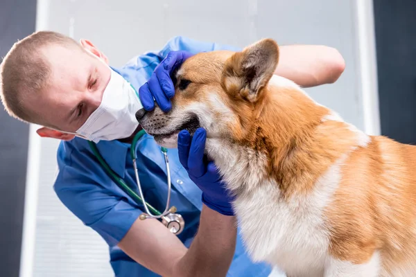 Veterinair onderzoek tanden en mond van een zieke Corgi hond — Stockfoto
