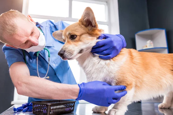 Veterinair onderzoekt de poten van een zieke Corgi hond — Stockfoto