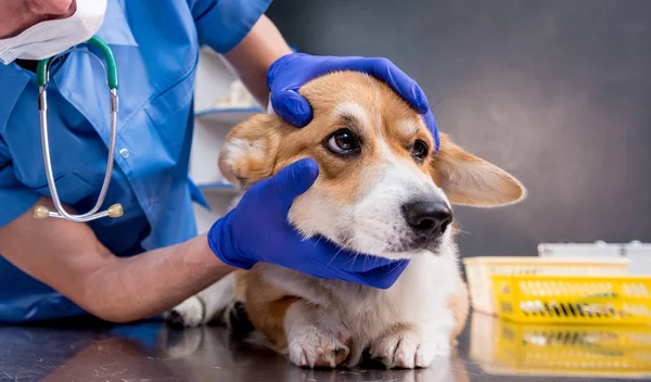 Veterinární lékař vyšetřuje oči nemocného psa Corgi — Stock fotografie