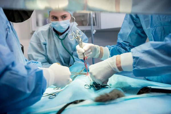 고양이 중성 화 수술을 하고 있는 외과 의사들 — 스톡 사진