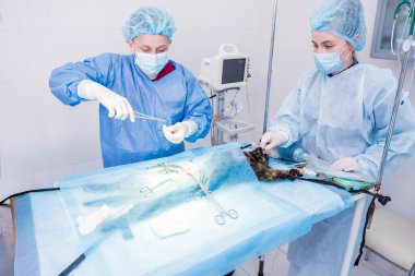 Veteriner cerrahlar ameliyathanede kedi kısırlaştırıyorlar.