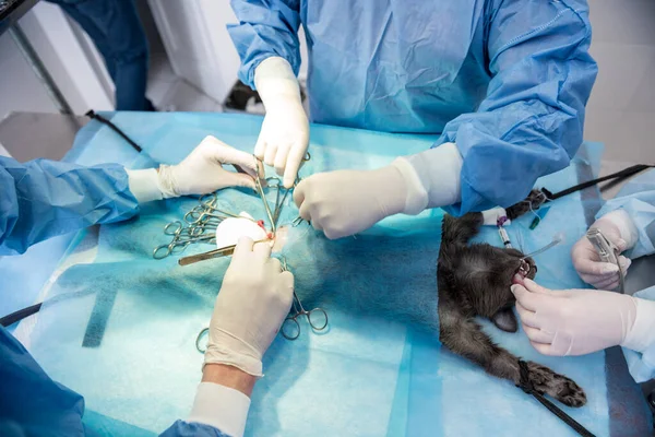 Cirurgiões veterinários na sala de cirurgia fazendo castração de gatos — Fotografia de Stock