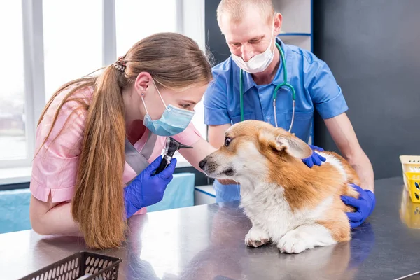 Veterinární lékař tým zkoumá uši nemocného psa Corgi — Stock fotografie