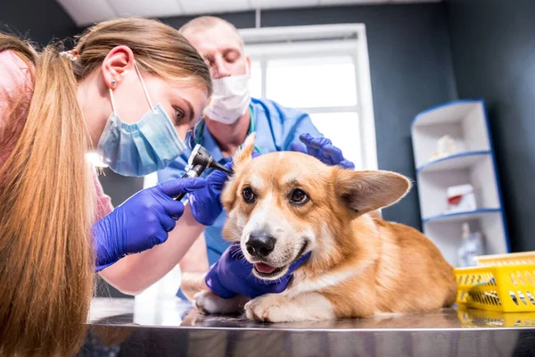 Een team van dierenartsen onderzoekt de oren van een zieke Corgi hond met behulp van een otoscoop — Stockfoto