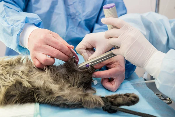 Veterinário está preparando gato para cirurgia de castração. — Fotografia de Stock