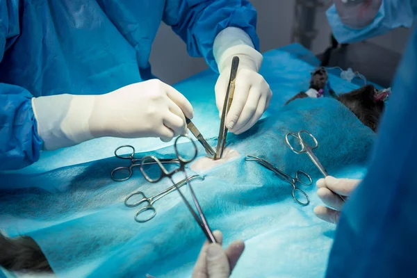 Cirurgiões veterinários na sala de cirurgia fazendo castração de gatos — Fotografia de Stock