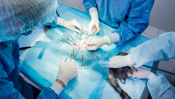 Cirurgiões veterinários na sala de cirurgia fazendo castração de gatos — Fotografia de Stock