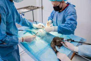 Veteriner cerrahlar ameliyathanede kedi kısırlaştırıyorlar.
