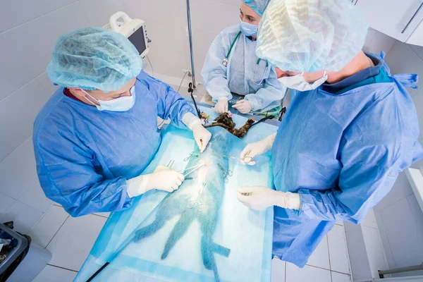 Veterinarian surgeons in operating room doing cat neutering — Stock Photo, Image