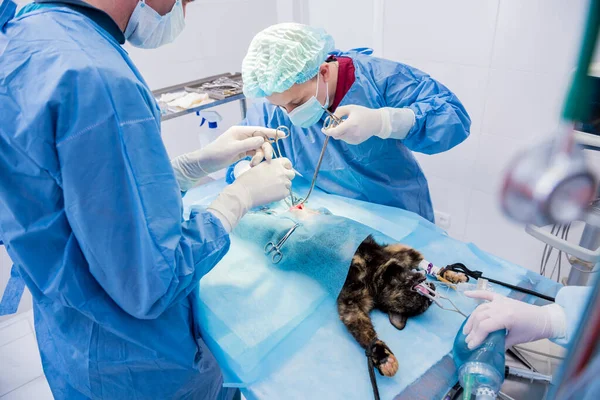 Cirurgiões veterinários na sala de cirurgia fazendo castração de gatos — Fotografia de Stock