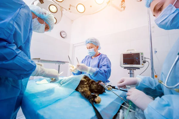 Chirurghi veterinari in sala operatoria che fanno castrazione dei gatti — Foto Stock