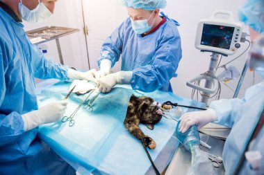 Veteriner cerrahlar ameliyathanede kedi kısırlaştırıyorlar.