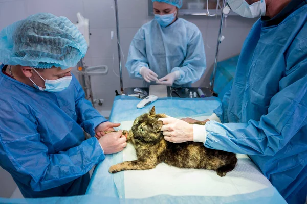 Veterinary surgeon is preparing cat for neutering surgery.