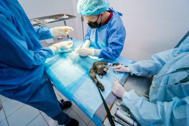 Veteriner cerrahlar ameliyathanede kedi kısırlaştırıyorlar.