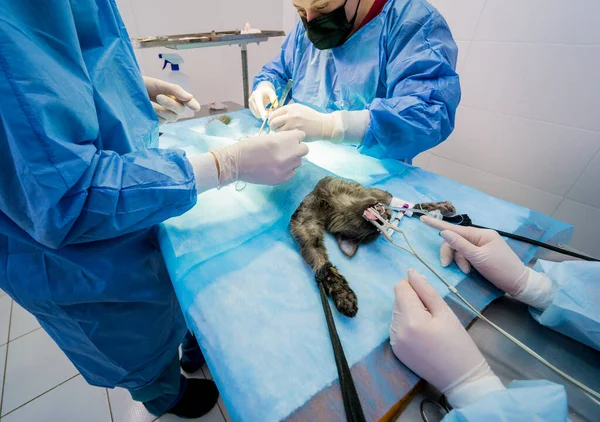 Cirurgiões veterinários na sala de cirurgia fazendo castração de gatos — Fotografia de Stock