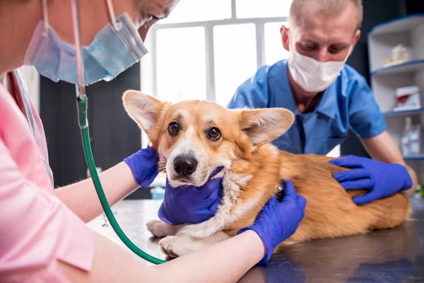 Een team van dierenartsen onderzoekt een zieke Corgi hond met behulp van een stethoscoop — Stockfoto