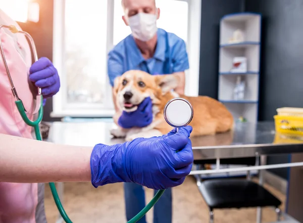 Een team van dierenartsen onderzoekt een zieke Corgi hond met behulp van een stethoscoop — Stockfoto