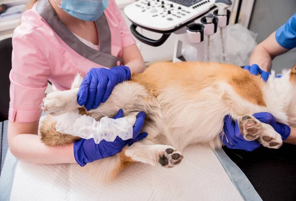 Equipe veterinária examina o cão Corgi usando ultra-som — Fotografia de Stock