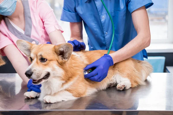 Ryhmä eläinlääkäreitä tutkii sairaan corgi-koiran stetoskoopilla. — kuvapankkivalokuva