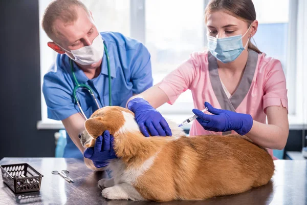 Veterinair team geeft het vaccin aan de Corgi hond — Stockfoto