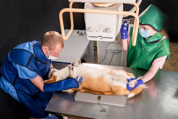 Equipo veterinario examinando perro en sala de rayos X. — Foto de Stock