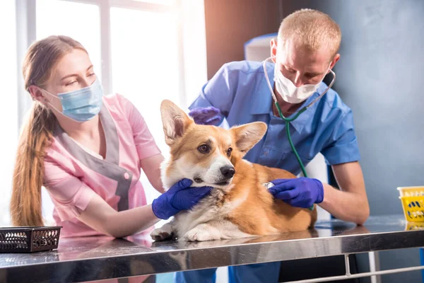 Une équipe de vétérinaires examine un chien Corgi malade à l'aide d'un stéthoscope — Photo