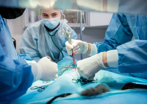 Cirurgiões veterinários na sala de cirurgia fazendo castração de gatos — Fotografia de Stock