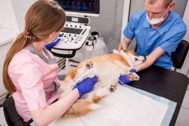 Veteriner ekibi Corgi köpeğini ultrason kullanarak muayene ediyor.