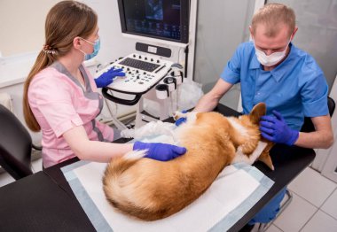 Veteriner ekibi Corgi köpeğini ultrason kullanarak muayene ediyor.